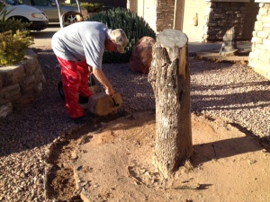 Getting Ready to Remove the Stump